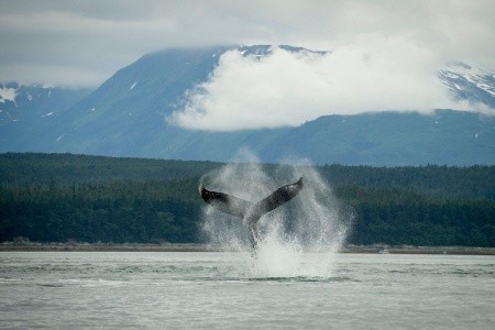 Ledové Království Aljašky - 43
