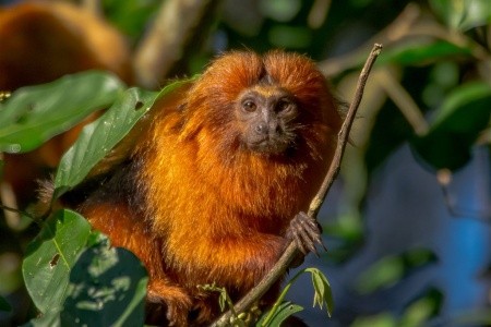 RIO DE JANEIRO + SALVADOR + IGUACCU - 7