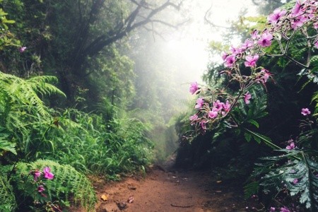 Fly & Drive: Objevte Madeiru! - 3