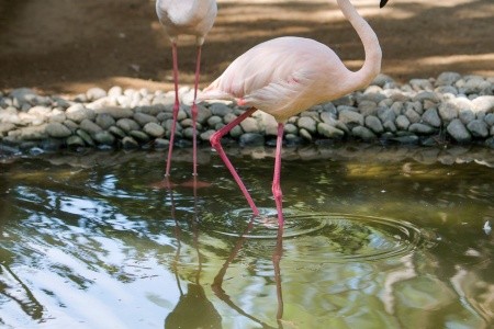 Turecko Belek Bellis Deluxe 8 dňový pobyt All Inclusive Letecky Letisko: Praha August 2026 (31/08/26- 7/09/26)