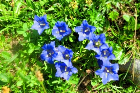 Dolomity - Adamello, Brenta, Presanella