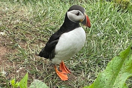 Island - velký turistický a poznávací okruh - 62