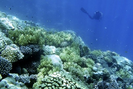 Royal Brayka Resort - 22