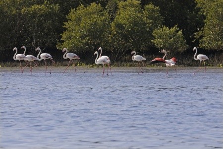 Flamingo Beach Resort - 6