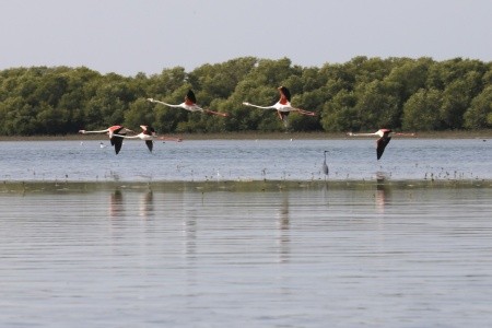 Flamingo Beach Resort - 7