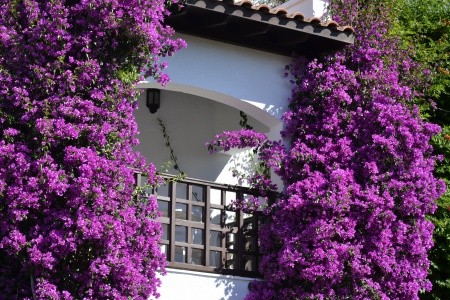 Emelda Sun Club - 10