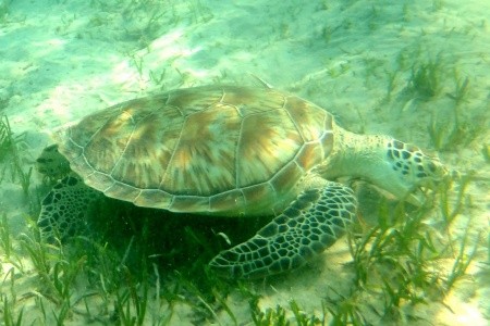 Swiss Touches Resort & Spa (Ex. Hotelux Oriental Coast) - 78