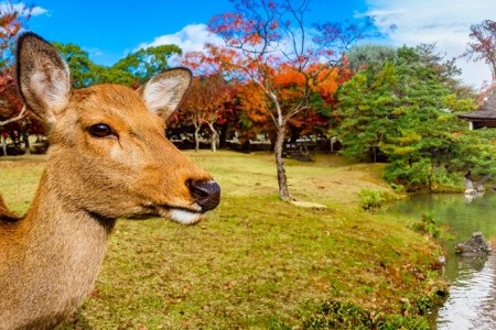 Japán arcai - körutazás a hagyománytól a jövőig - 6