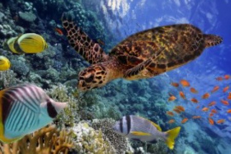 Egyiptom 10 legjobb snorkelbarát szállodája – ahonnan egy ugrás a mesés vízalatti világ