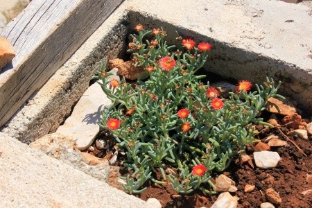 Robinzonáda 3298-1816 - 22