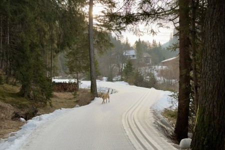 Park Sole Paradiso (Innichen) - 10