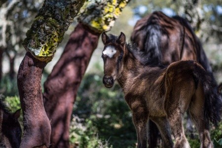 Cortis Antigas (Gesturi) - 18