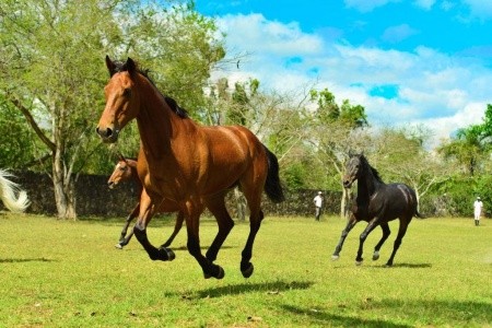 Maritim Resort & Spa Mauritius - 55