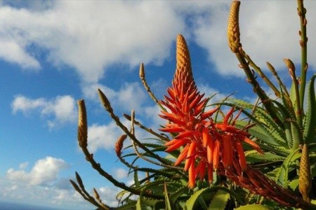 Madeira, ostrov květů a slunce - 10