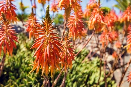 KANÁRSKÉ OSTROVY – GRAN CANARIA - 6