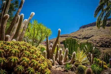 KANÁRSKÉ OSTROVY – GRAN CANARIA - 11