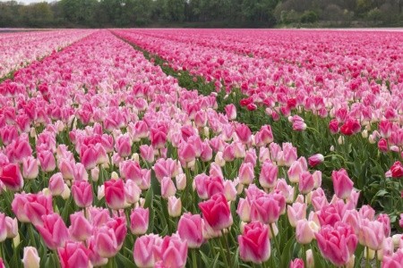 Holandsko – květin, větrných mlýnů, sýrů a stavitelů lodí - 2