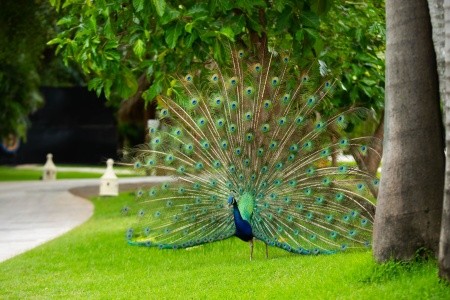 Caribe Deluxe Princess - 93