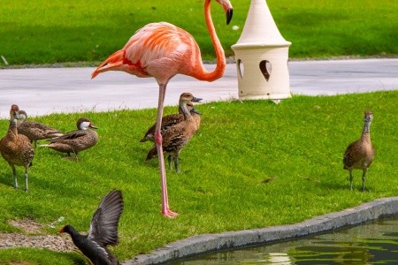 Caribe Deluxe Princess - 95