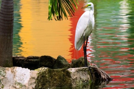 Caribe Deluxe Princess - 96