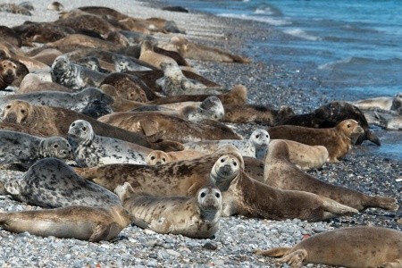 Nezapomenutelný zážitek s tuleni na ostrově Helgoland - 11