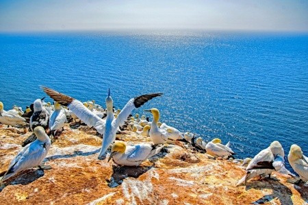 Nezapomenutelný zážitek s tuleni na ostrově Helgoland - 15