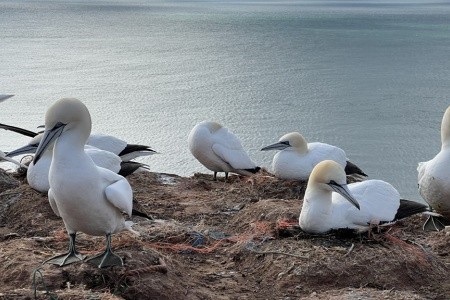 Nezapomenutelný zážitek s tuleni na ostrově Helgoland - 16