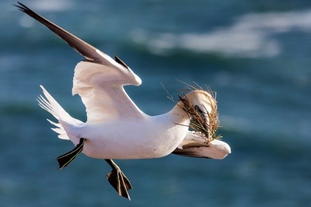 Nezapomenutelný zážitek s tuleni na ostrově Helgoland - 17