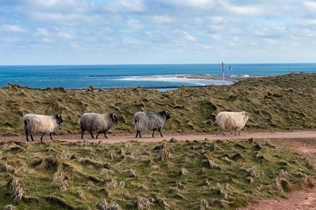 Nezapomenutelný zážitek s tuleni na ostrově Helgoland - 18