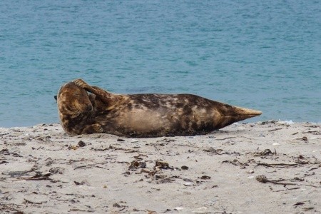 Nezapomenutelný zážitek s tuleni na ostrově Helgoland - 21