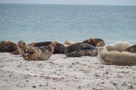 Nezapomenutelný zážitek s tuleni na ostrově Helgoland - 22