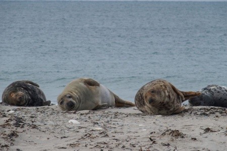 Nezapomenutelný zážitek s tuleni na ostrově Helgoland - 23