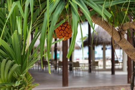 Cocoon Maldives - 42