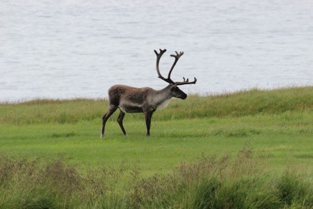 Island - náročnější trekking - Laugavegur - 17