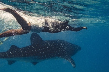 Maldivy  Sun Siyam Villu Reef Maldives 14 dňový pobyt All Inclusive Letecky Letisko: Praha July 2026 (27/07/26- 9/08/26)