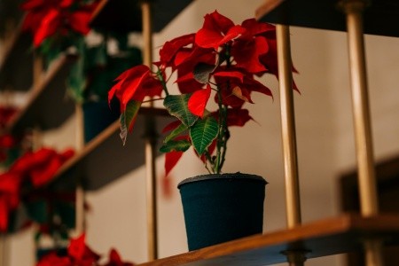 Sheraton Soma Bay - 224