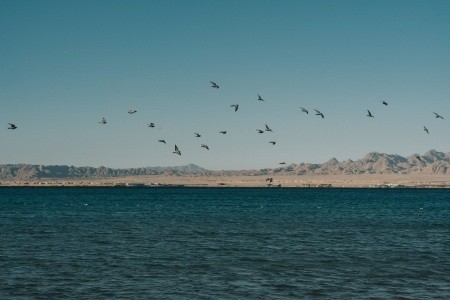 Sheraton Soma Bay - 262