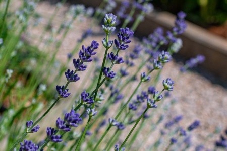 Apartmány 3298-1689 - 71