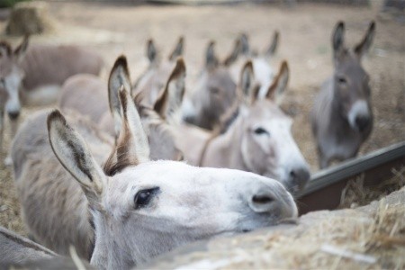 Agriturismo S'ozzastru (Dorgali) - 4