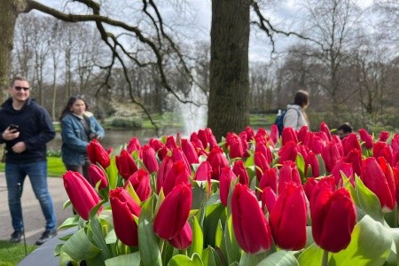 Holandská mozaika a květinové korzo - 6