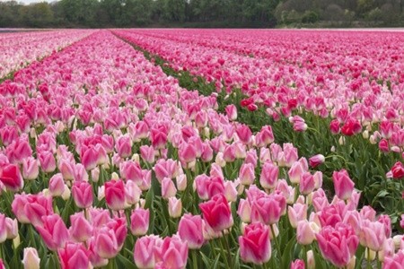 Holandská mozaika a květinové korzo - 7