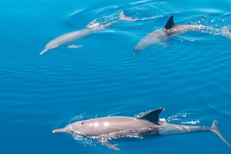 Drift Thelu Veliga Retreat (Theluveligaa) - 8