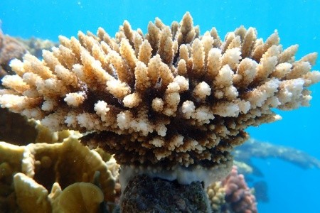 Radisson Blu Resort El Quseir - 29