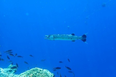 Radisson Blu Resort El Quseir - 30