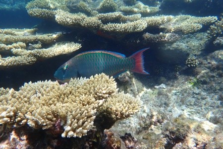 Radisson Blu Resort El Quseir - 31