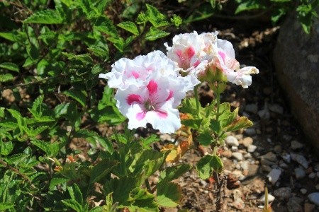 Apartmány 3298-2207 - 34