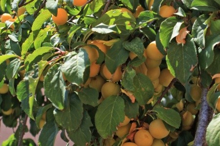 Apartmány 3298-1791 - 22