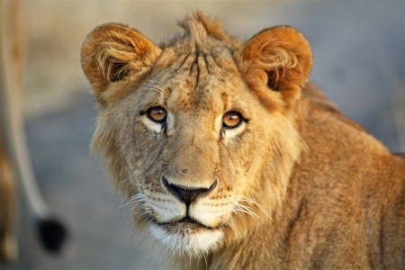 MPUMALANGA & VICTORIA FALLS - 3