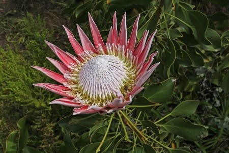 ZÁPADNÍ KAPSKO - 6