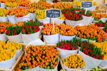 Holandská pohľadnica, Amsterdam, Den Haag, Scheveningen, Zaanse Schans - 4